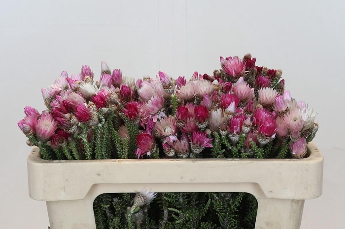 <h4>Kaaps Groen Phaenocoma Natural</h4>