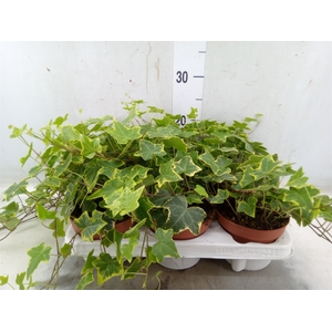 Hedera helix 'Goldchild'
