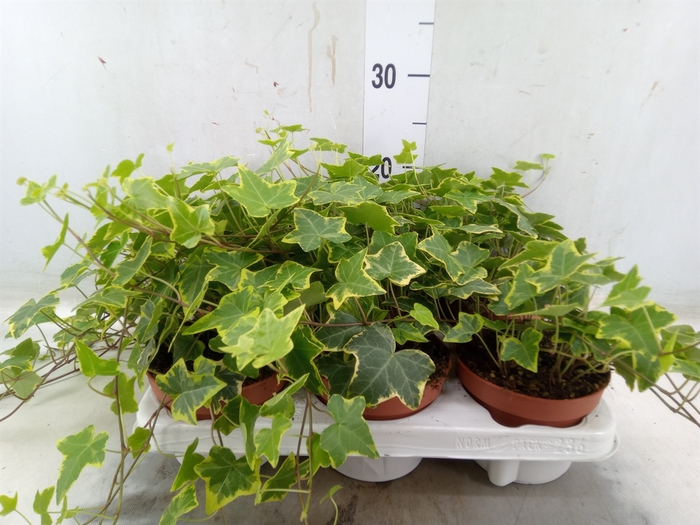 <h4>Hedera helix 'Goldchild'</h4>