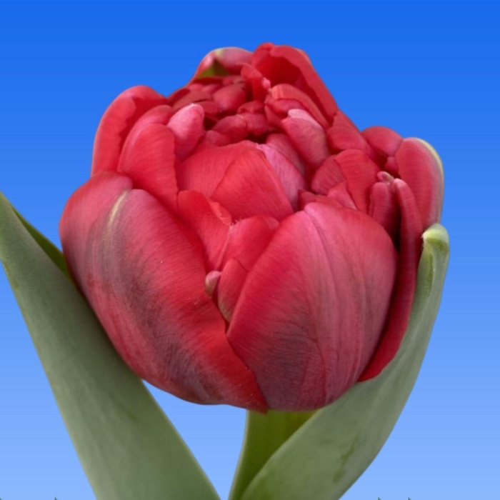 <h4>Tulipa Ernst Star</h4>