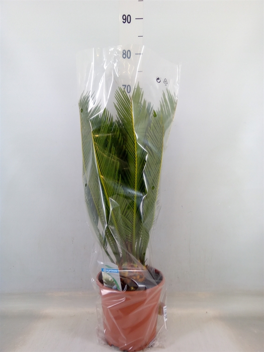 <h4>Cycas revoluta</h4>