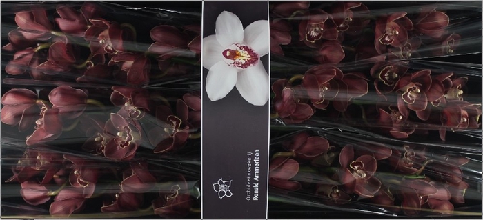 <h4>Cymbidium Lucifer Doos</h4>