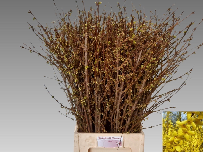 <h4>FORSY I SPECTABILIS</h4>