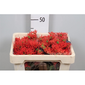 Jatropha P Firecrack