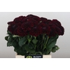 Dahlia Black Fox