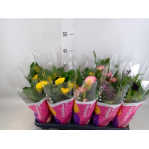 Zantedeschia   ...mix