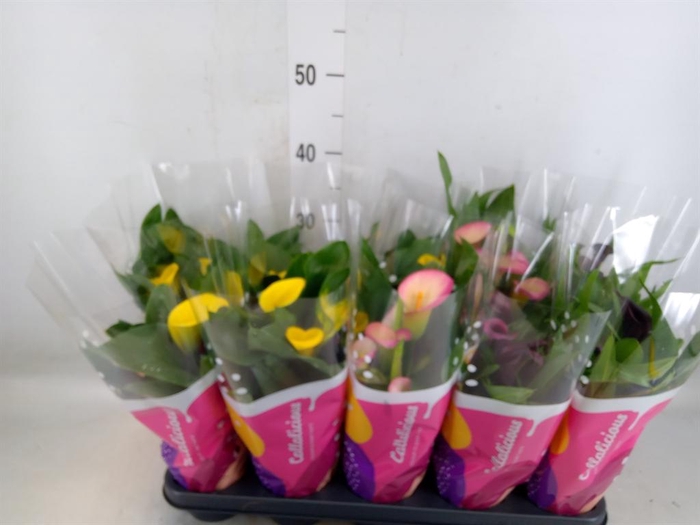 <h4>Zantedeschia   ...mix</h4>