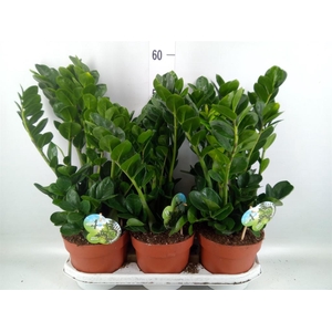 Zamioculcas zamiifolia 'Midori'