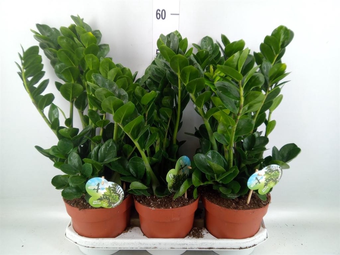 <h4>Zamioculcas zamiifolia 'Midori'</h4>