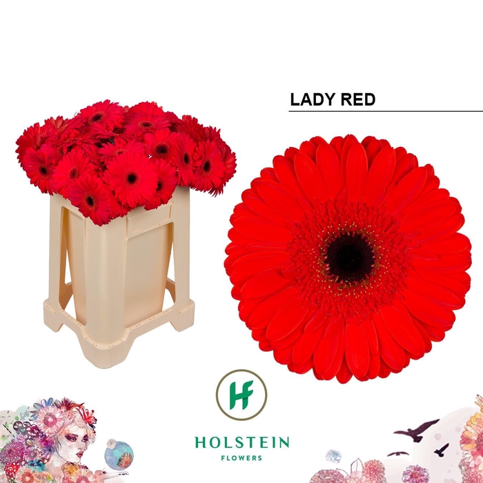 <h4>GE GR LADY RED</h4>