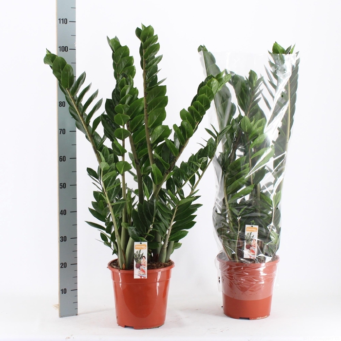 <h4>ZAMIO ZAMIIFOLIA</h4>