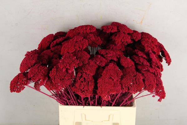 <h4>Df Achillea Paint Bs Cerise</h4>