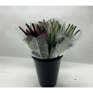 Mono Veronica ass. x 5