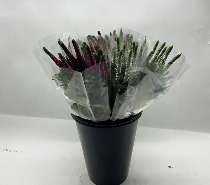 <h4>Mono Veronica Ass. X 5</h4>