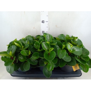 Peperomia obt. 'Red Canyon'