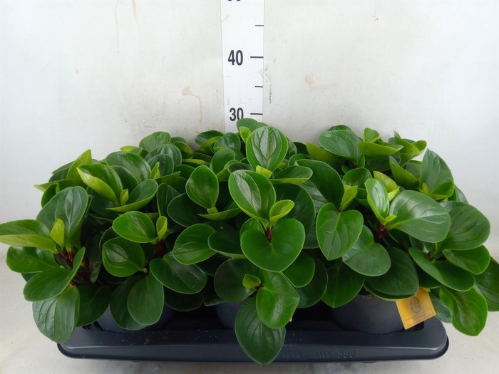 <h4>Peperomia obt. 'Red Canyon'</h4>