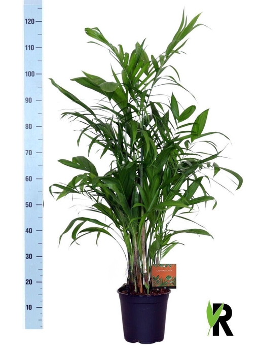 <h4>CHAMAED SEIFRIZII</h4>