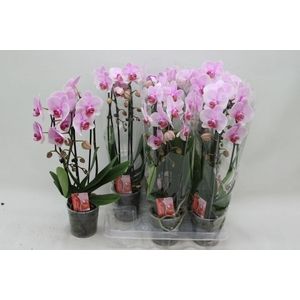 PHAL EL CASCADE