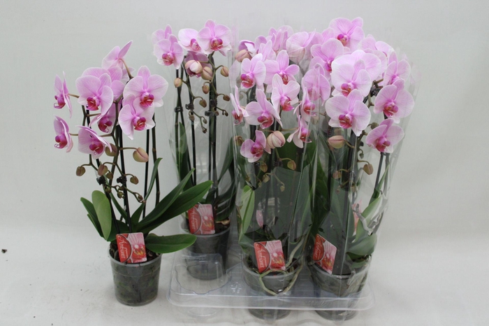 PHAL EL CASCADE