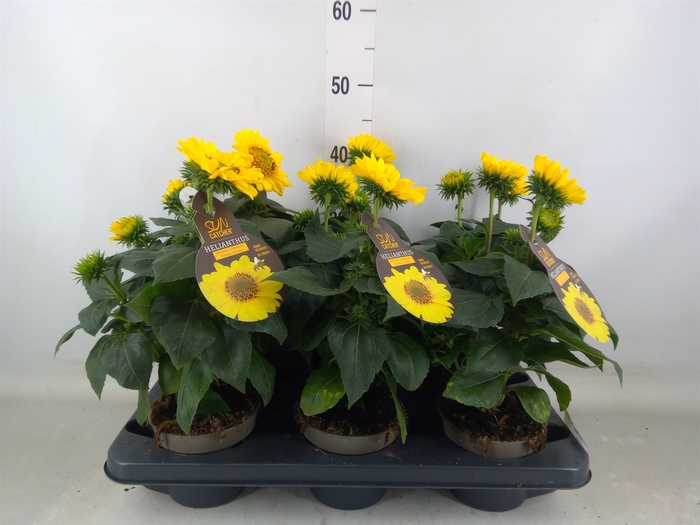 <h4>Helianthus decap. 'Suncatcher Gold'</h4>