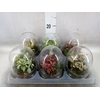 Arr.   Kamerplant Groen H%