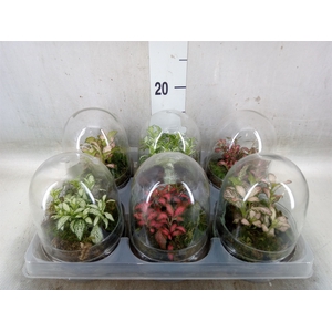 Arr.   Kamerplant Groen H%