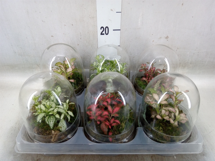 <h4>Arr.   Kamerplant Groen H%</h4>