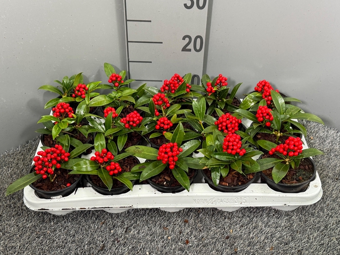 <h4>Skimmia japonica 'Red Berry Bee' P10 1-2 tros</h4>