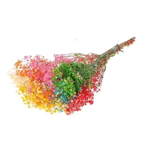 Bunch Gypsophila Pres.100gr L70