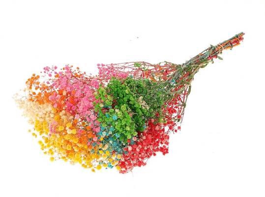 Bunch Gypsophila Pres. 240gr L70