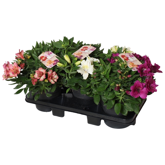 <h4>Alstroemeria gemengde kleuren in tray. kort</h4>