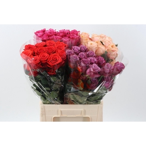 Rosa ec mix no red no white