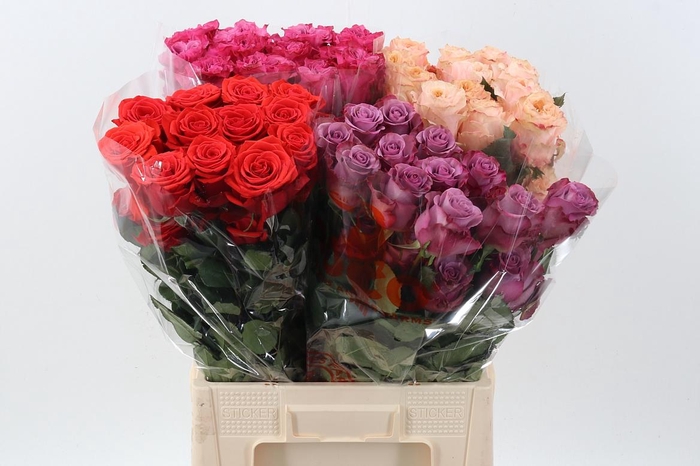 <h4>Rosa ec mix no red no white</h4>