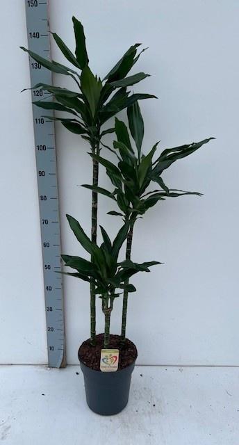 <h4>DRA DE J LIND</h4>