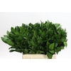 Ruscus Hypophyllum