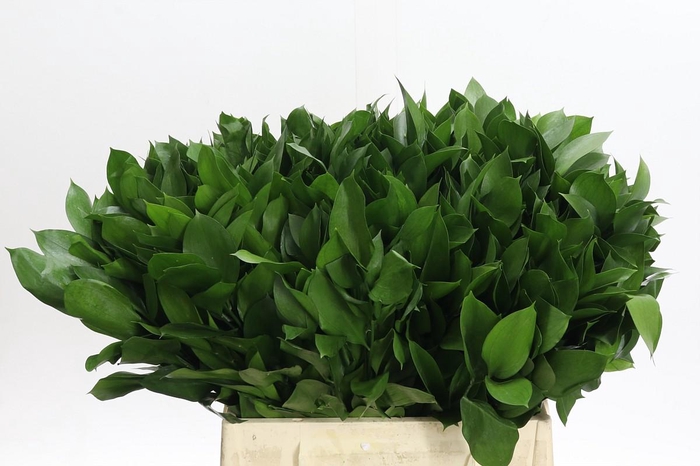 <h4>Ruscus Hypophyllum</h4>