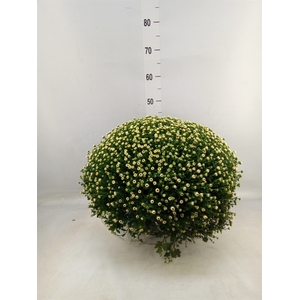 Chrysanthemum   ..