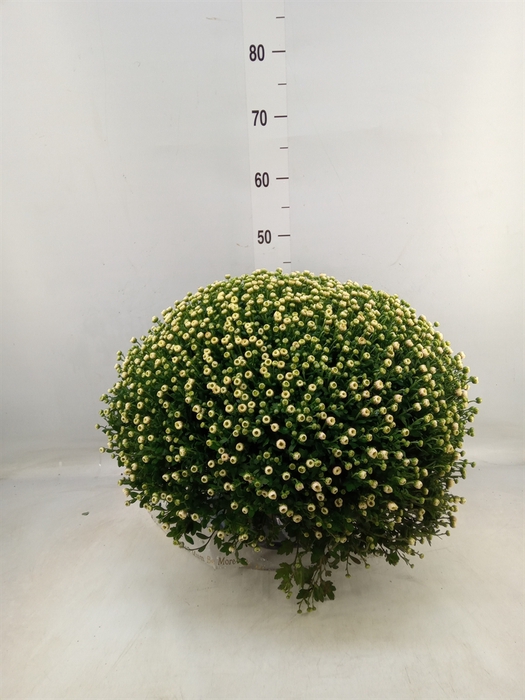 <h4>Chrysanthemum   ..</h4>