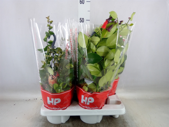 <h4>Aeschynanthus   ...</h4>