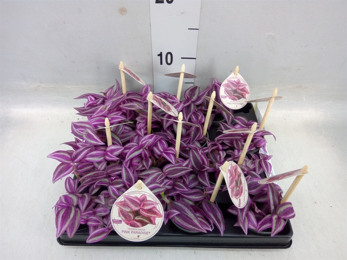 <h4>Tradescantia   ...</h4>