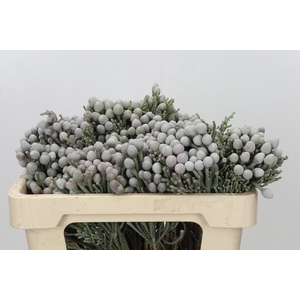Kaaps Groen Silver Brunia