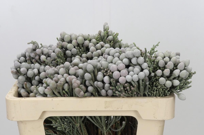 <h4>Kaaps Groen Silver Brunia</h4>