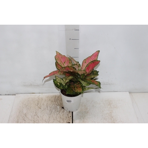 AGLAONEMA VARIADA P12 PREMIUM