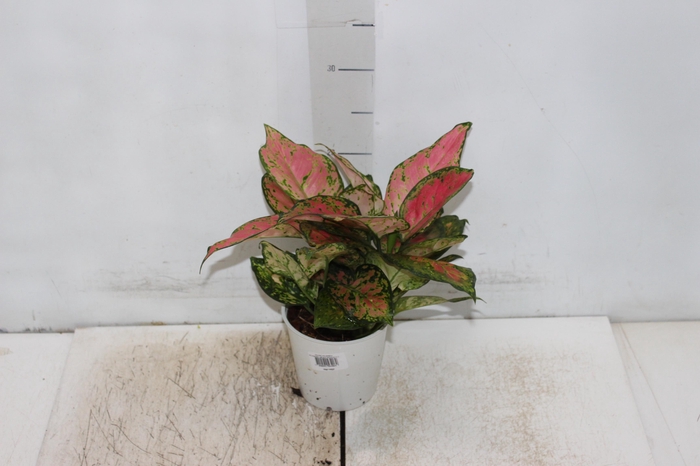 <h4>AGLAONEMA VARIADA P12 PREMIUM</h4>