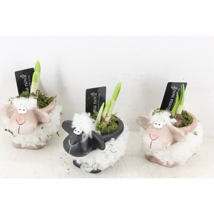 arr4 Narcis RN - Black white sheep x8 mini