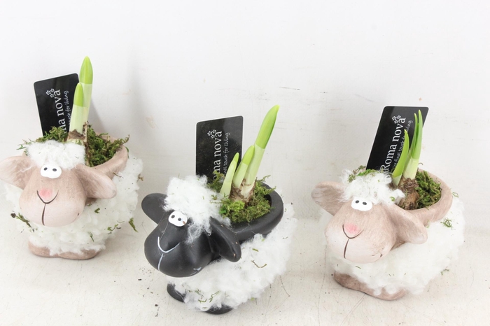 <h4>arr4 Narcis RN - Black white sheep x8 mini</h4>