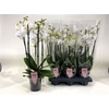 Phal An Inverness