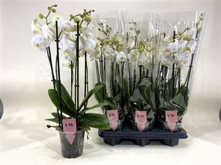 Phal An Inverness