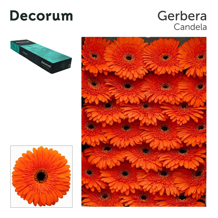 Gerbera Candela Doos