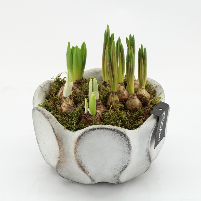 <h4>BLCR-2645 Bulbs creations</h4>